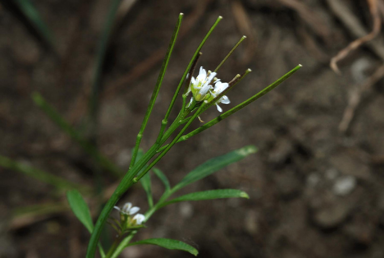 Crucifere dall'' Umbria - Cardamine graeca e C. hirsuta